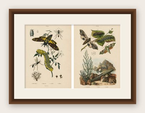 Pair of French Sphinx Moth Engravings by Duméril & Guérin, 1835, shown framed
