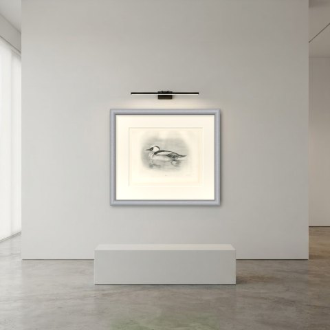 Smew Drake Swimming, Plate CXCIV after Lilian Medland, c. 1909, shown framed in a room