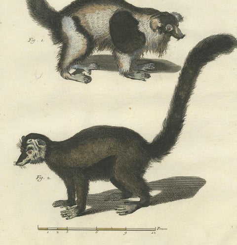 Antique Handcolored Engraving of Vari Monkey, Mongoose, Lori Print, 1774, view 4