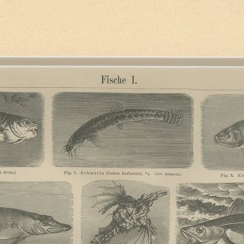 Antique Print of Cod and Other Fishes by Meyer 'c.1890', close-up 1