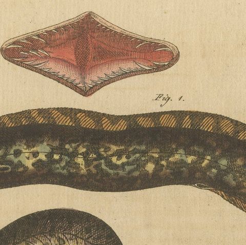 Antique Print of Various Marine Life Including Gymnothorax Afer or Dark Moray, close-up 1