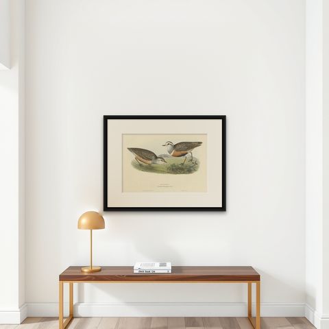 Old Bird Print Depicting the Dotterel Bird by Gould, 1832, shown framed on a wall