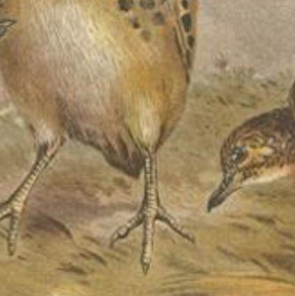 Antique Bird Print of the Indian Button Quail by Hume & Marshall, 1879, close-up 1