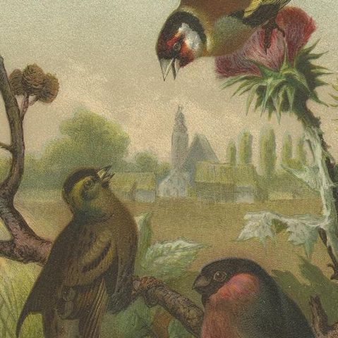 Antique Bird Print of Finches by Prang, 1898, close-up 2