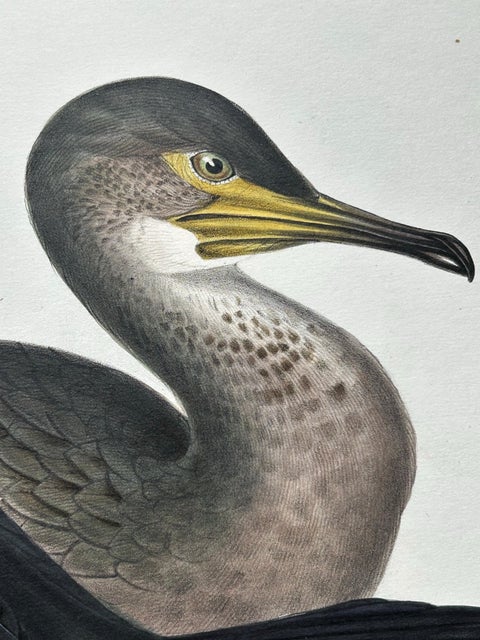 Shag or Green Cormorant, Antique Bird Print by John Gould, c.1832, view 7
