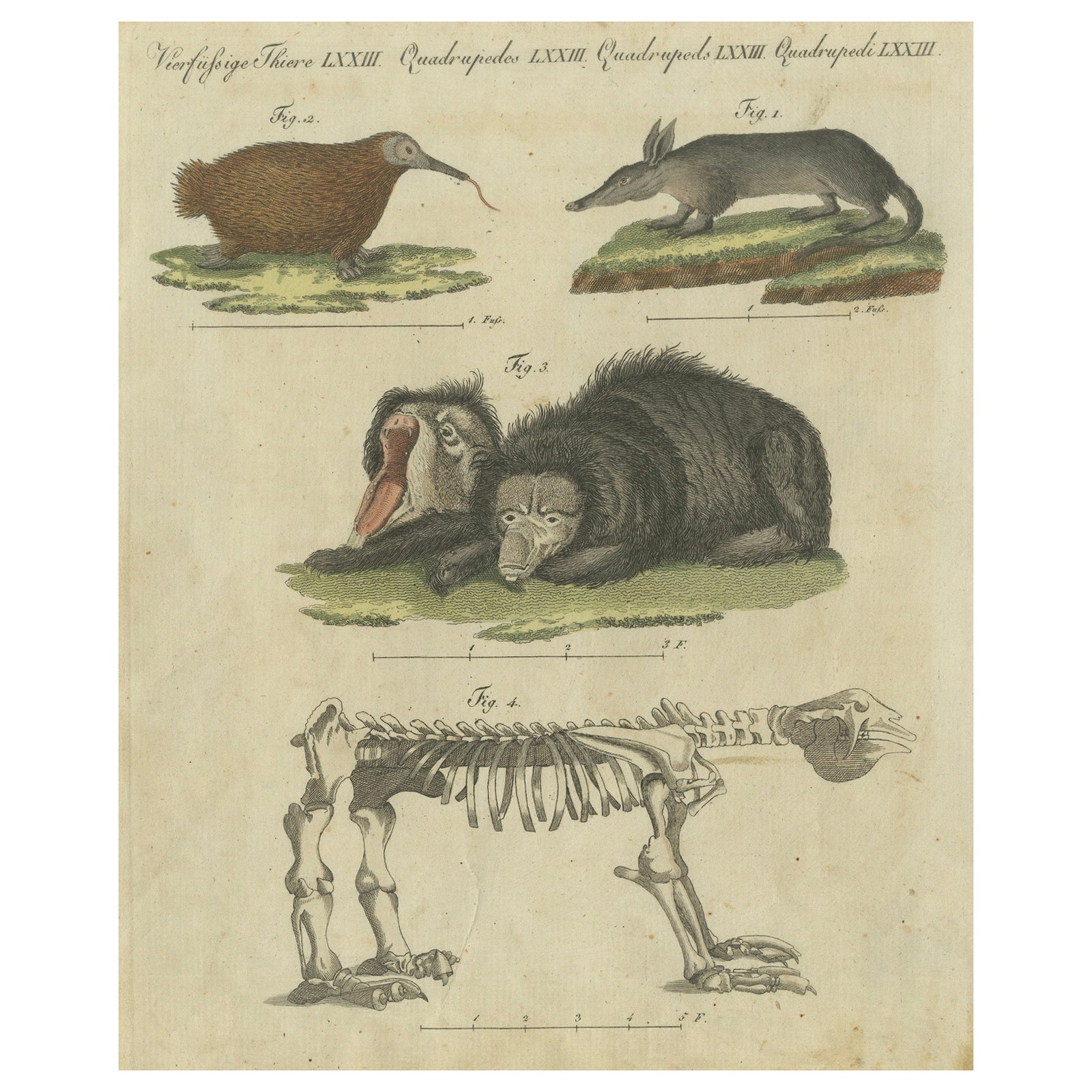 Intriguing 1805 Hand-Colored Engraving of Unique Mammals and Skeleton