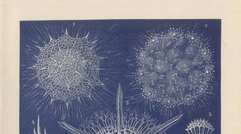 Radiolarians, Blue Scientific Natural History Plate from Lydekker, 1896, close-up 4