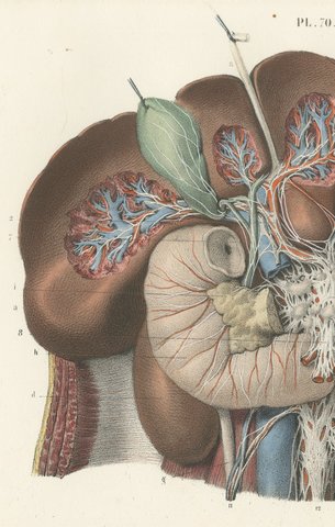 Nerves of the Stomach, Liver and Spleen, Antique Hirschfeld Anatomy Print, 1866, view 3