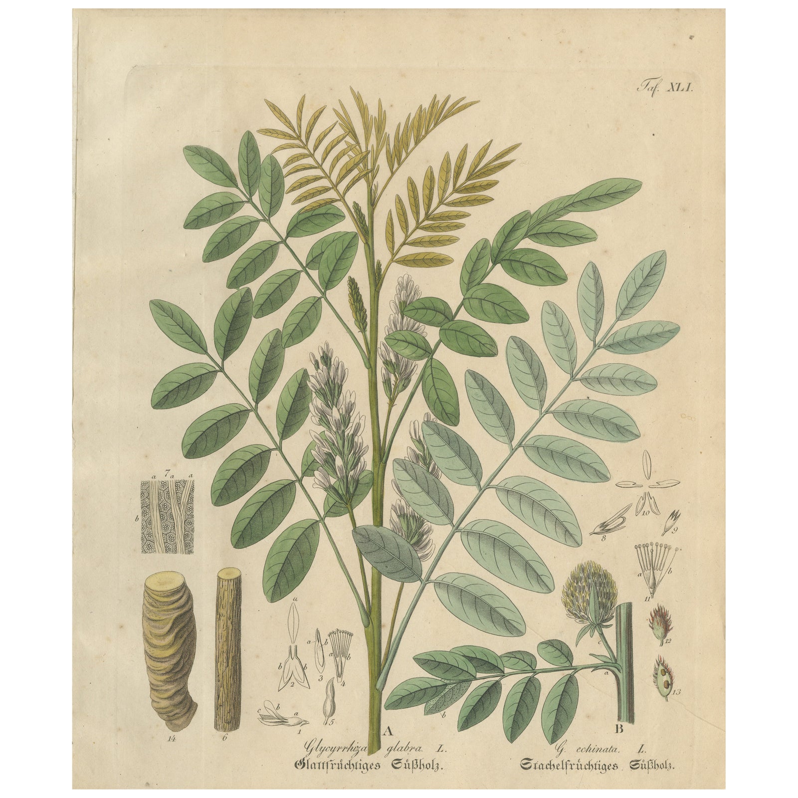 Antique Liquorice Botanical Print, Glycyrrhiza Glabra & Echinata, c.1831