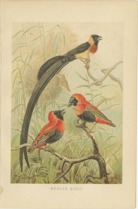 Set of 3 Antique Bird Lithographs, Starlings Weaver Hoopoe, 1895, view 3