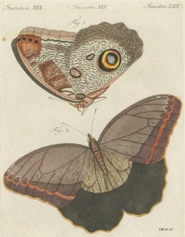 Owl Butterfly from Suriname, Antique Bertuch Print, Vienna, circa 1805