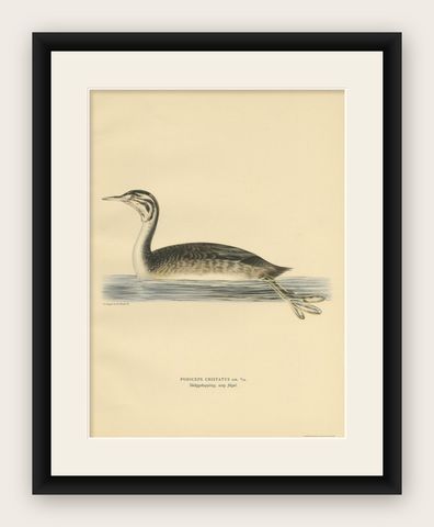 Antique Bird Print of a Young Great Crested Grebe by Von Wright, 1929, shown framed