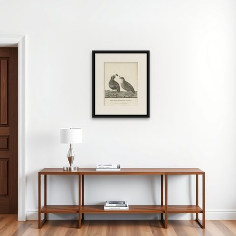 Antique Print of a Male and Female Partridge of California, shown framed on a wall
