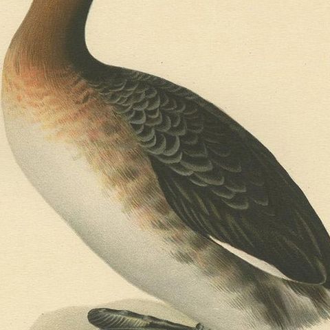 Antique Bird Print of the Red-Necked Grebe by Von Wright '1929', close-up 2