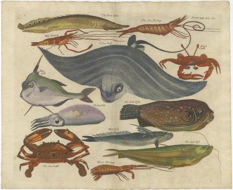 Exotic Fish Prints - Set of Five Hand-Colored Engravings by John Nieuhoff, c1704, view 3
