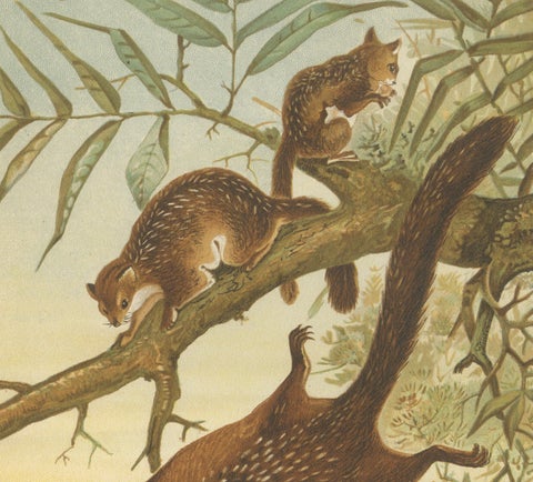 Woodland Animal Print, Victorian Flying Squirrel Illustration, Soft Green, 1894, close-up 5