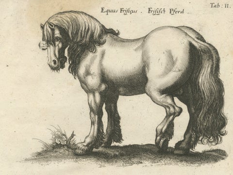 Early Frisian and Hungarian Horse Engraving by Jonstonus & Merian, 1650, close-up 2