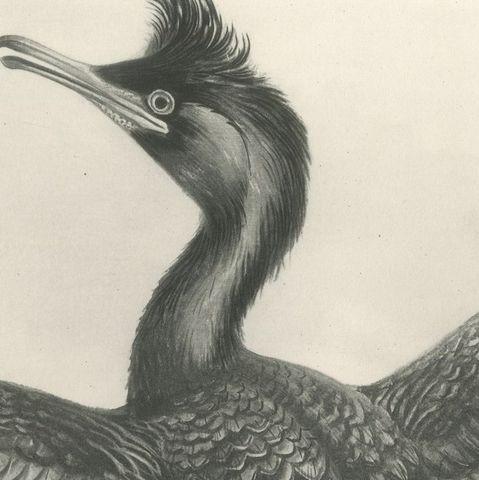 Shag, Antique Bird Print after Lilian Medland, circa 1909, close-up 2