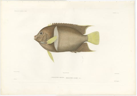 Antique Print of the King Angelfish, Hand-Colored French Lithograph, 1845, view 2