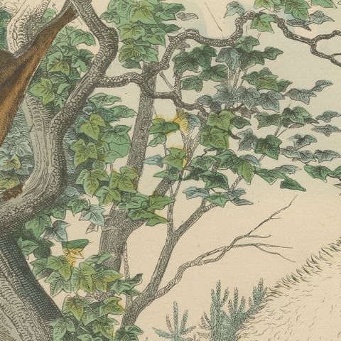 Antique Polar Bear Print with Bats, Hedgehog and Wolverine, Kolb, circa 1890, close-up 1