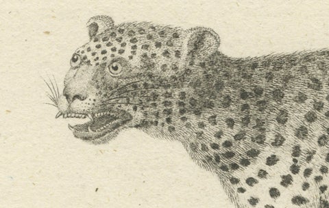 Antique Engraving of a Leopard, Drawn by Ihle and Engraved by Bock, c.1800, close-up 5