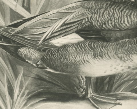 Gadwall Drake among Reeds, Plate CLXXI after Lilian Medland, c. 1909, close-up 2