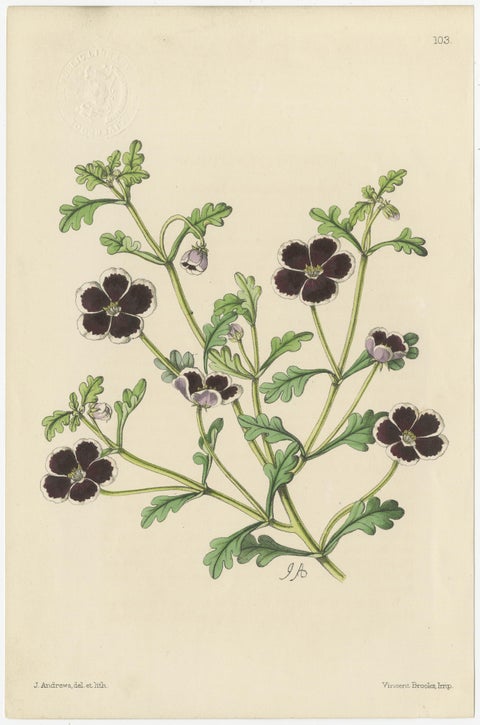 Set of 5 Antique Botany Prints, Mixed Colors, by Brooks 'c.1870', view 6
