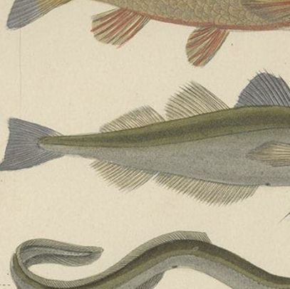 Antique Hand-Colored Print of Various Fishes, incl Merlin, Carper, Gourami, 1854, close-up 4
