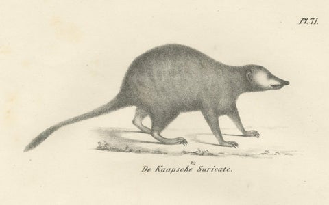 19th-Century Lithograph of the Cape Meerkat and Lalande’s Civet Hyena, close-up 5