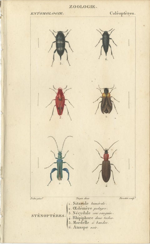 Set of 9 Antique Prints of Various Insects by Turpin, 1816, view 4