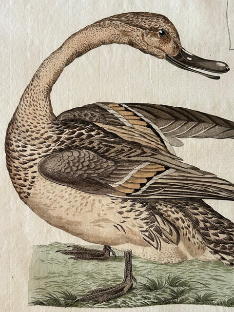 Anas acuta foemina, Northern Pintail Female with Egg by Nozeman & Sepp, 1789, view 2