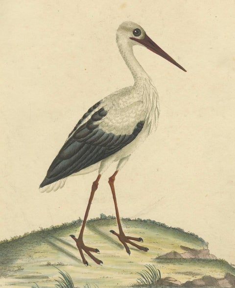 The Elegance of the White Stork Engraved and in Original Hand-Coloring, 1794, close-up 1