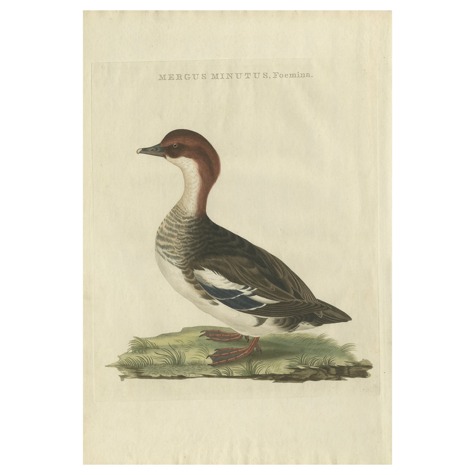 Antique Hand-Coloured Print of Female Merganser, Mergus Minutus, 1770s
