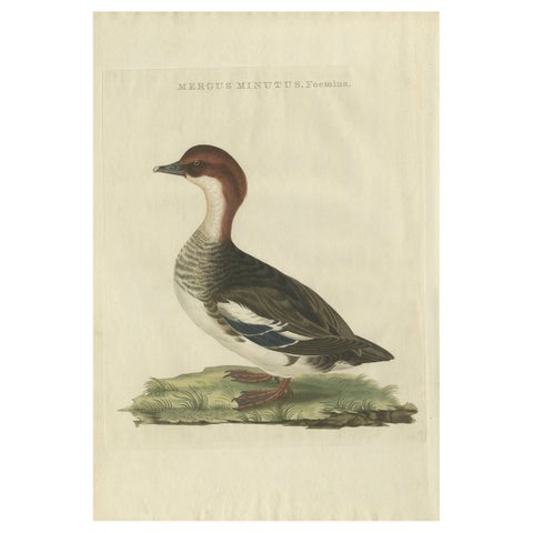 Antique Hand-Coloured Print of Female Merganser, Mergus Minutus, 1770s
