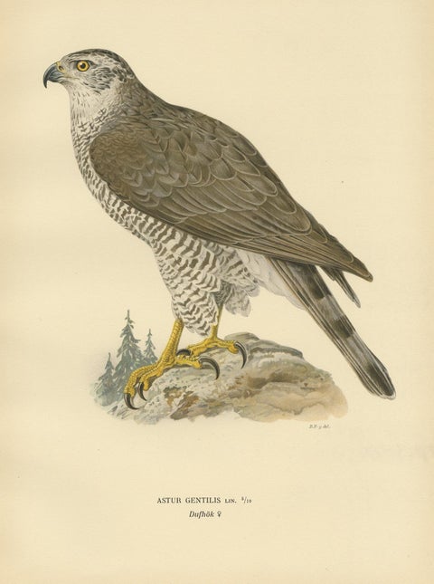 Antique Bird Print of a Female Goshawk by Von Wright '1929', view 3