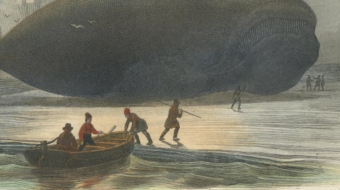 La Baleine Franche (Right Whale), Hand-Colored Engraving, 1840, close-up 2