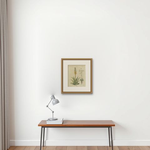 Flowering Aloe with Umbellifer, Antique Bertuch Print, circa 1805, shown framed on a wall