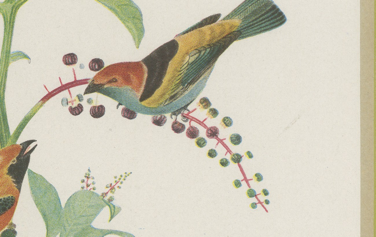 Tanagers and Woodcreepers, Brazilian Bird Print, Descourtilz, 1944, view 4