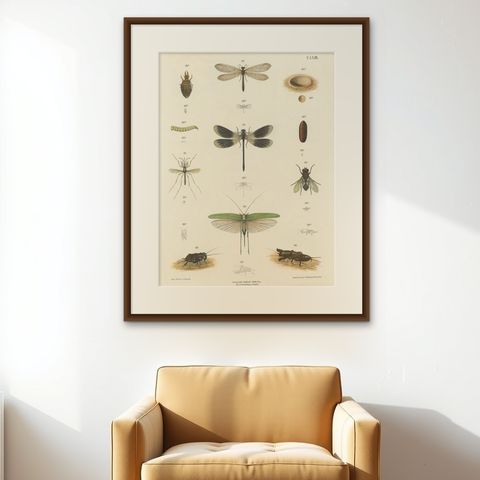 Large Antique Entomology Poster, Dragonflies, Crickets & Flies, ca.1880, shown framed on a wall