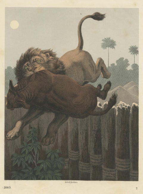Antique Print of a Lion Attack published circa 1865, view 3