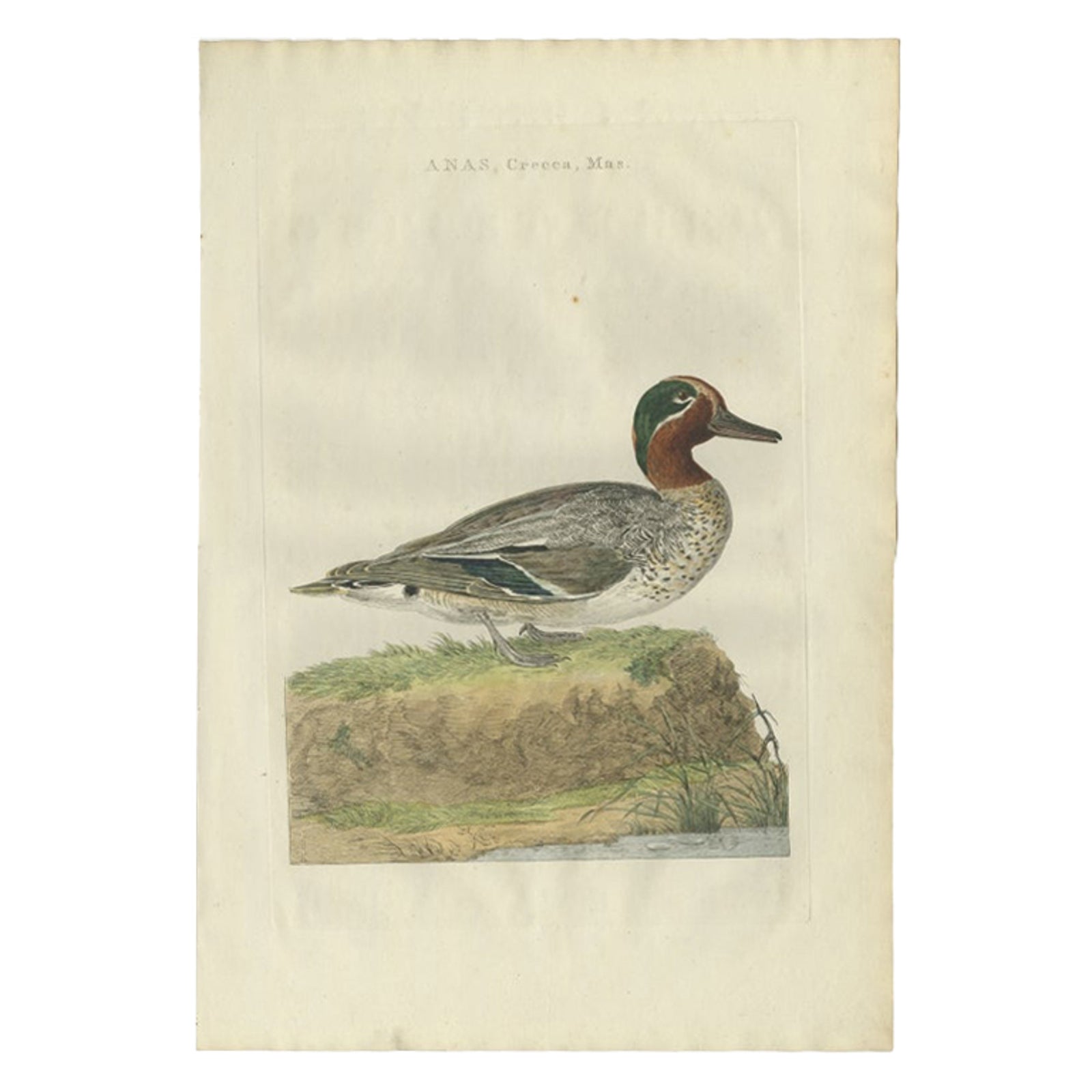 Male Eurasian Teal, Antique Dutch Bird Print by Sepp & Nozeman, 1789