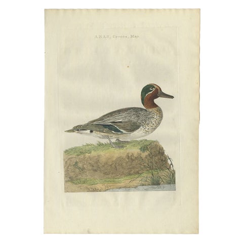 Male Eurasian Teal, Antique Dutch Bird Print by Sepp & Nozeman, 1789