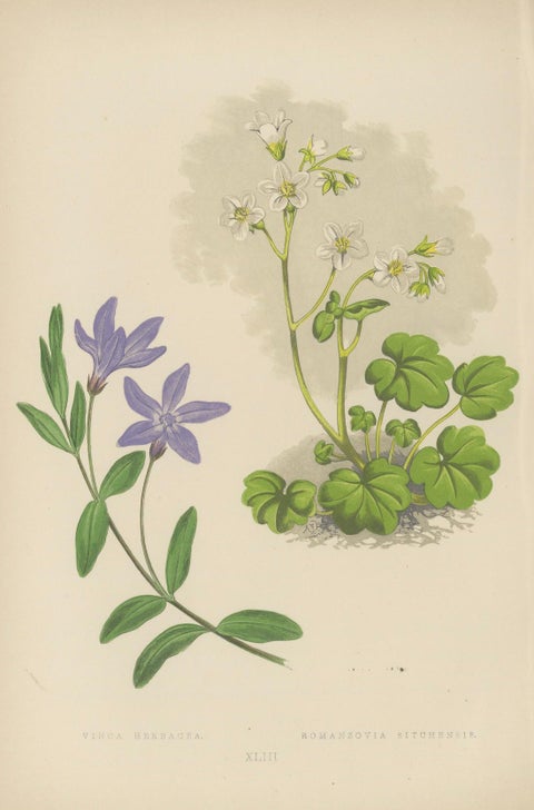 Alpine Botanical Lithograph Pair of Vinca and Trillium, 1874, close-up 1