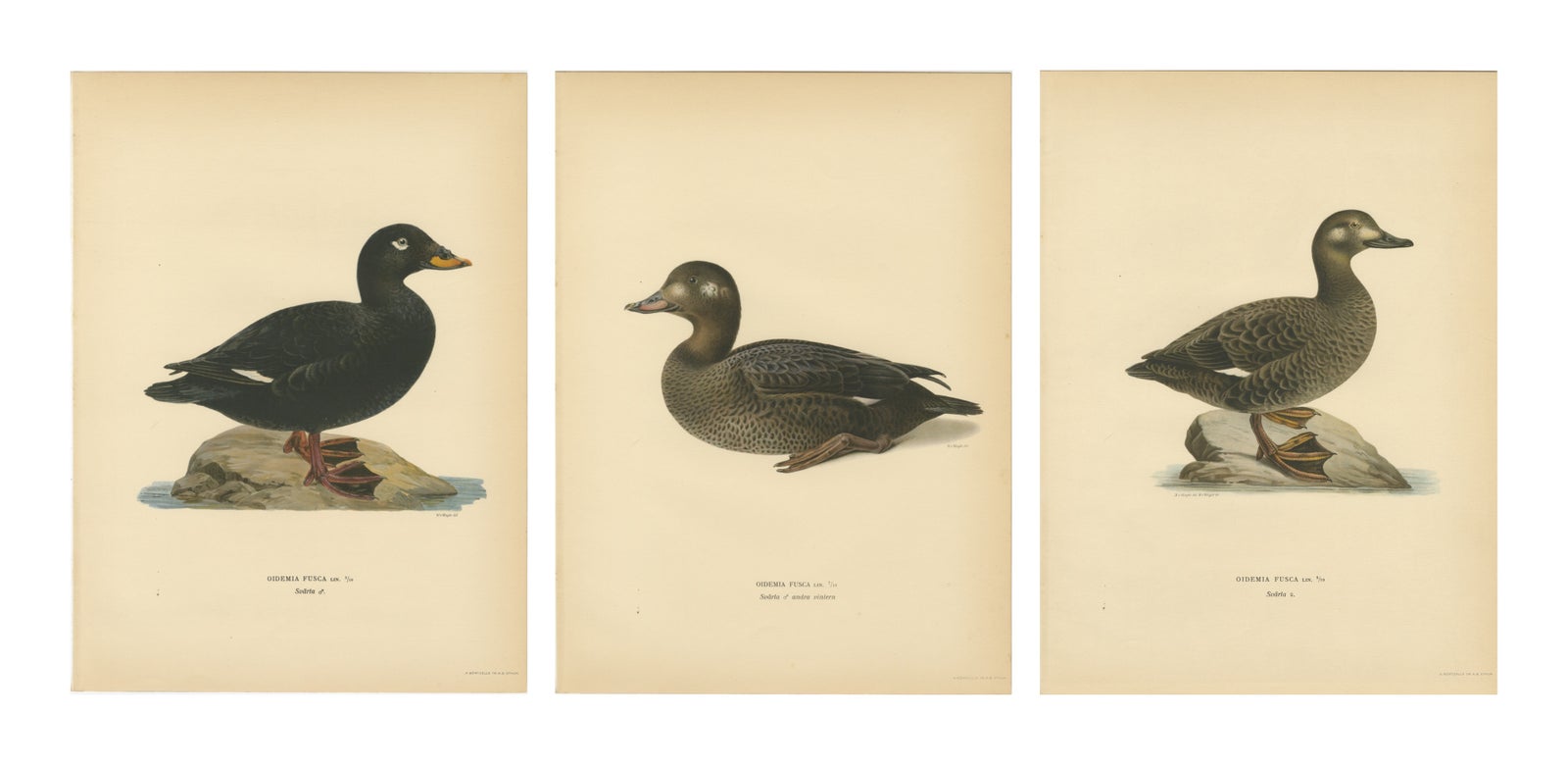Antique Scandinavian Bird Lithographs, Velvet Scoter Ducks, Svenska Fåglar 1929