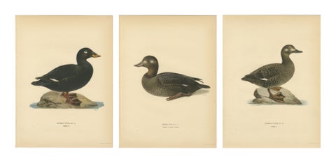 Antique Scandinavian Bird Lithographs, Velvet Scoter Ducks, Svenska Fåglar 1929