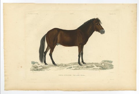 Rare Antique Print of the Icelandic Horse, 1842, close-up 2