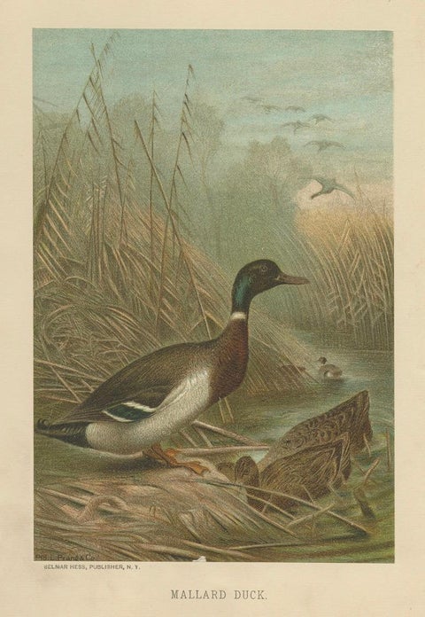 Antique Chromolithograph Print of Mallard Duck, 1898, Mounted, close-up 2