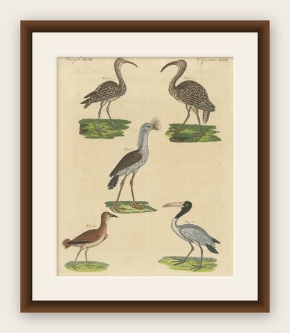 Antique Print of Various Birds Including the Eurasian Curlew, shown framed