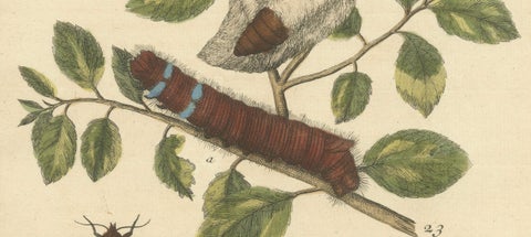 Moth Lifecycle and Host Plant, Engraved and Hand-Colored, 1713, close-up 2