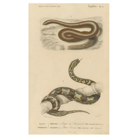 Snake Print of Sand Boa and Boa Constrictor, c.1850, by Orbigny